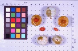 Click for 1 image(s) for this accession. FRUIT
